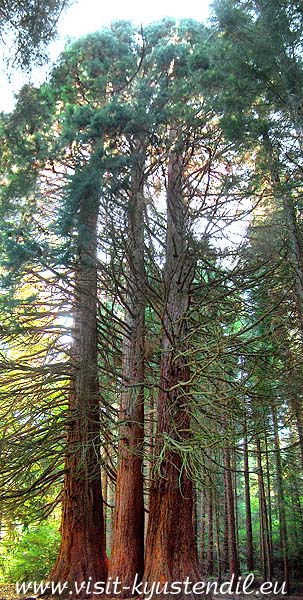 Гигантски секвои в местноста Ючбунар край Кюстендил